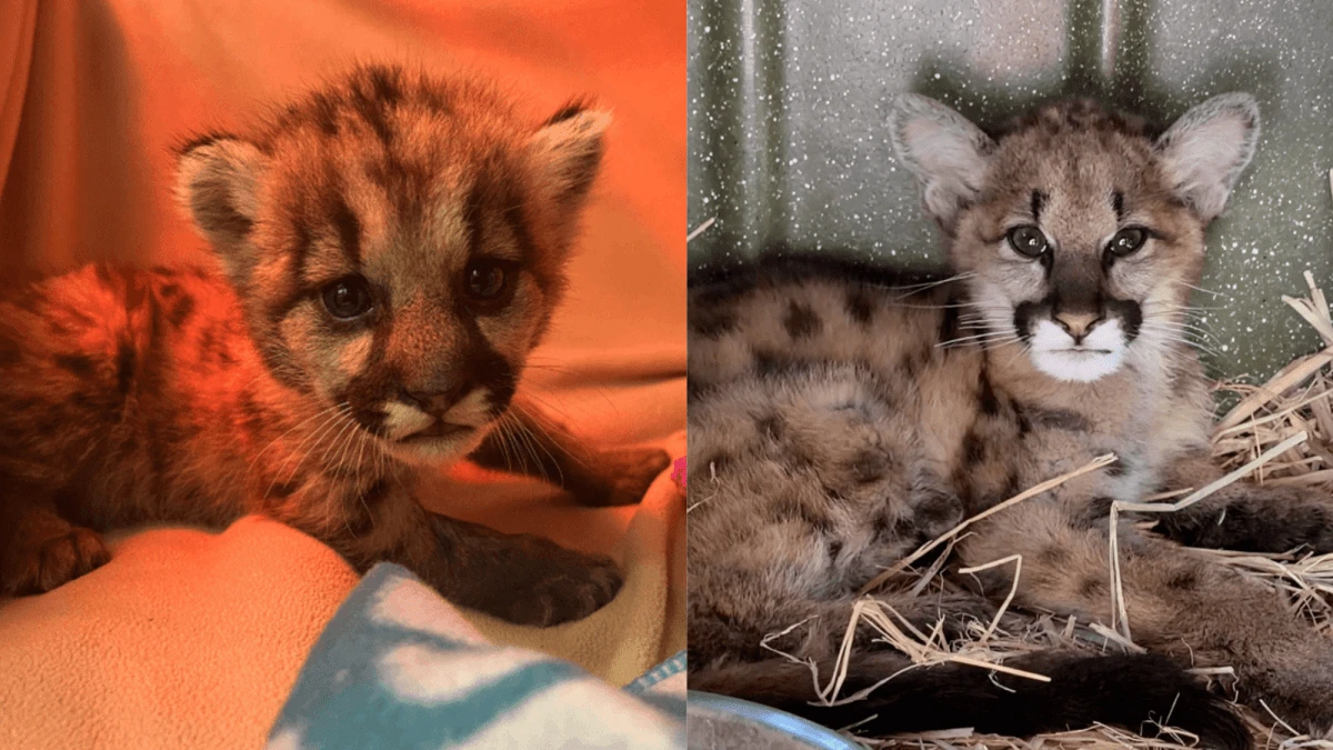 Two mountain lion cubs rescued from certain death