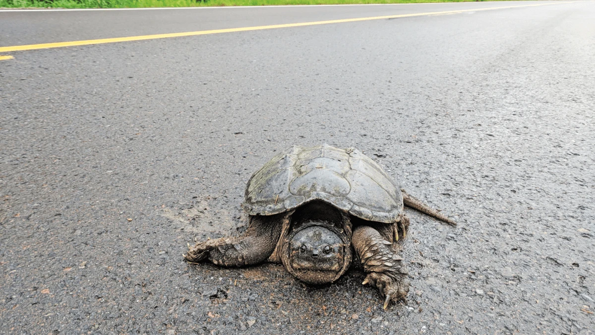 How to help a turtle cross the road