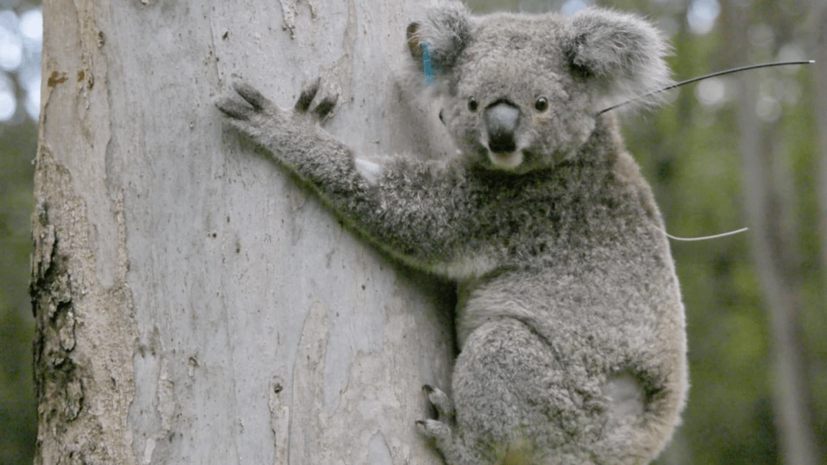 Koala nicknamed ‘teddy bear’ receives first chlamydia vaccine implant