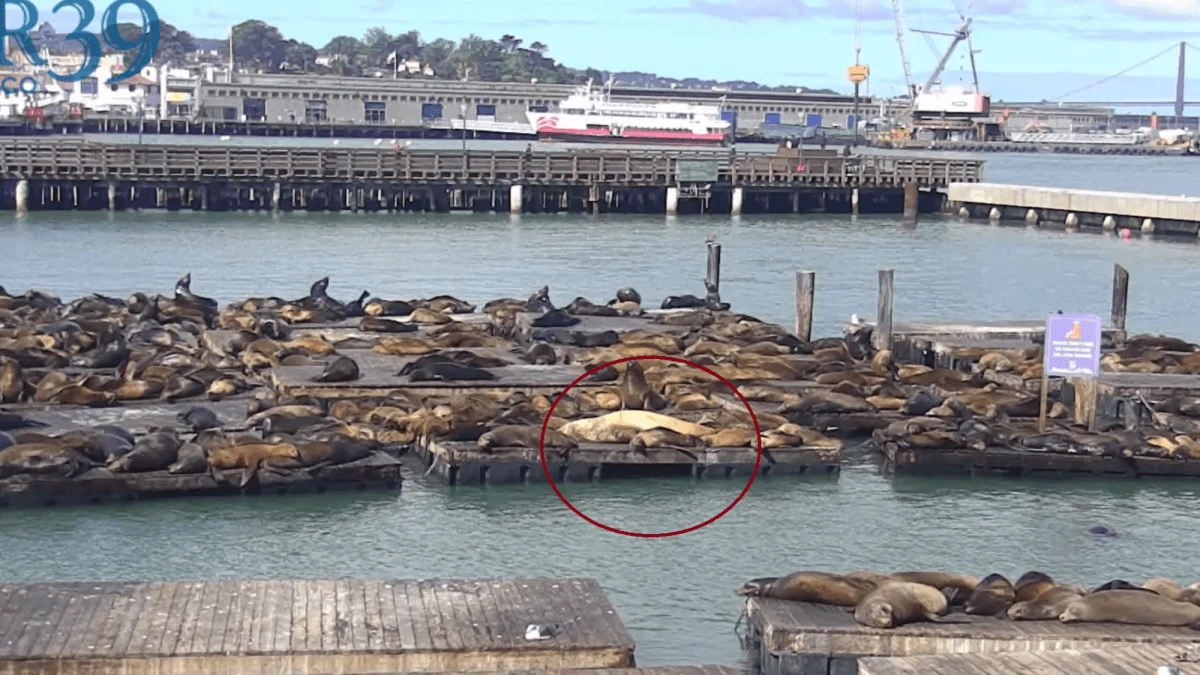 How to watch Chonkers, the 2,000-pound sea lion live from San Francisco
