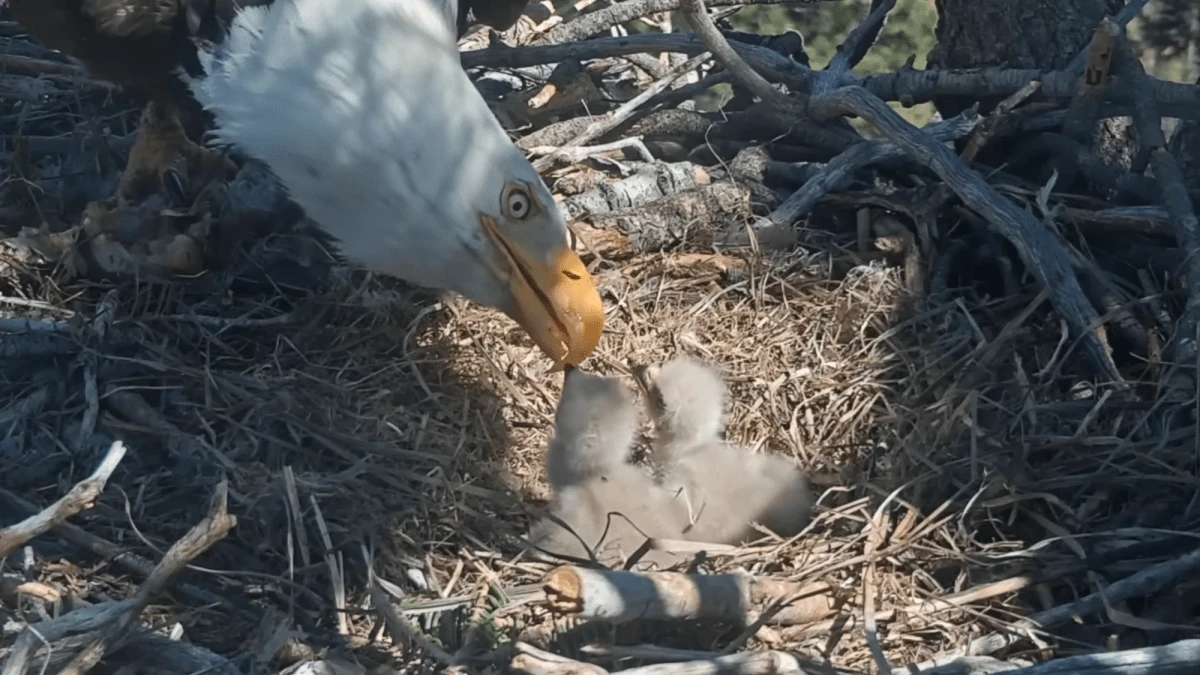 Jackie and Shadow’s 2026 babies: Everything you need to know about the new eaglets