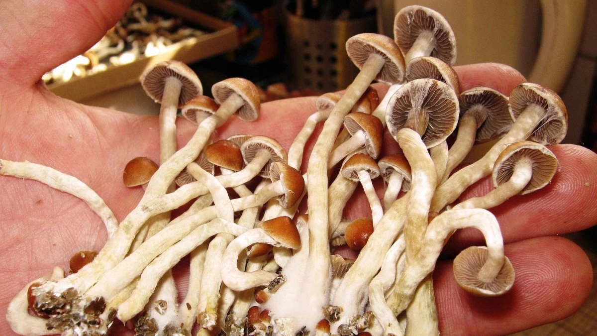 Magic mushrooms make mean fish lazier and more chill