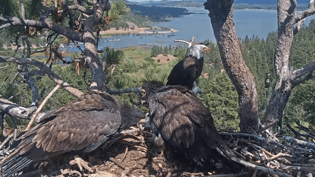 Luna the eagle chases off nest intruder, as mom Jackie recovers