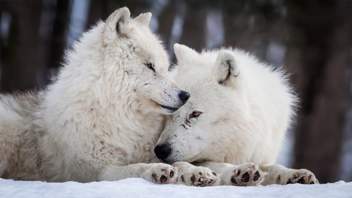 Do animals really mate for life?