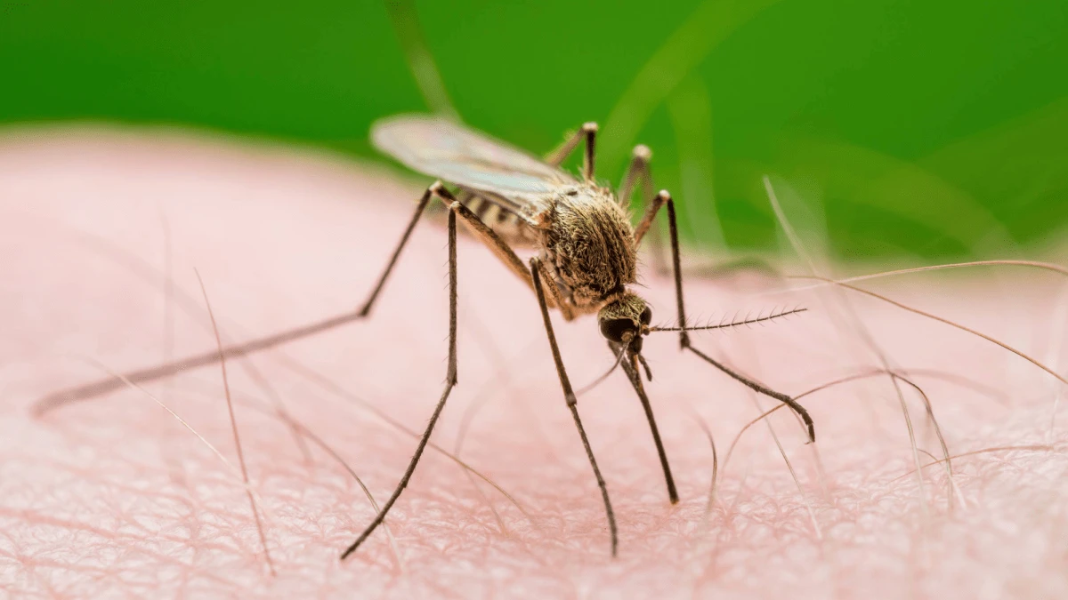 Mosquitoes can learn that DEET means dinner is served