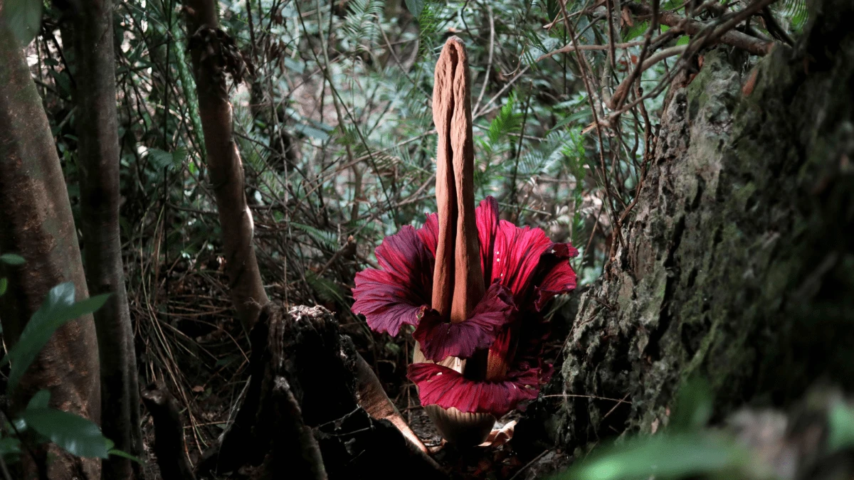 Rare rotting-flesh smelling flower blooming at a Massachusetts college