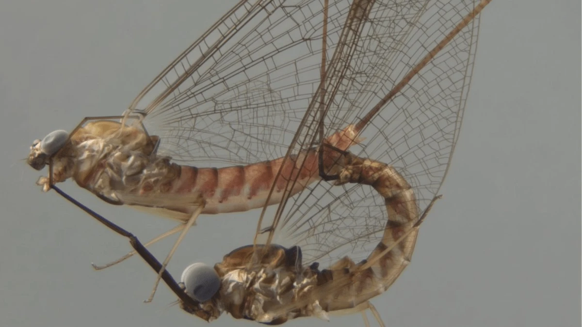 Mayflies have crazy, acrobatic sex
