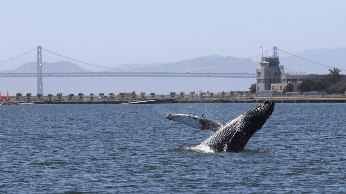 ‘Save Willy Act’ introduced in California to help save whales in Bay Area