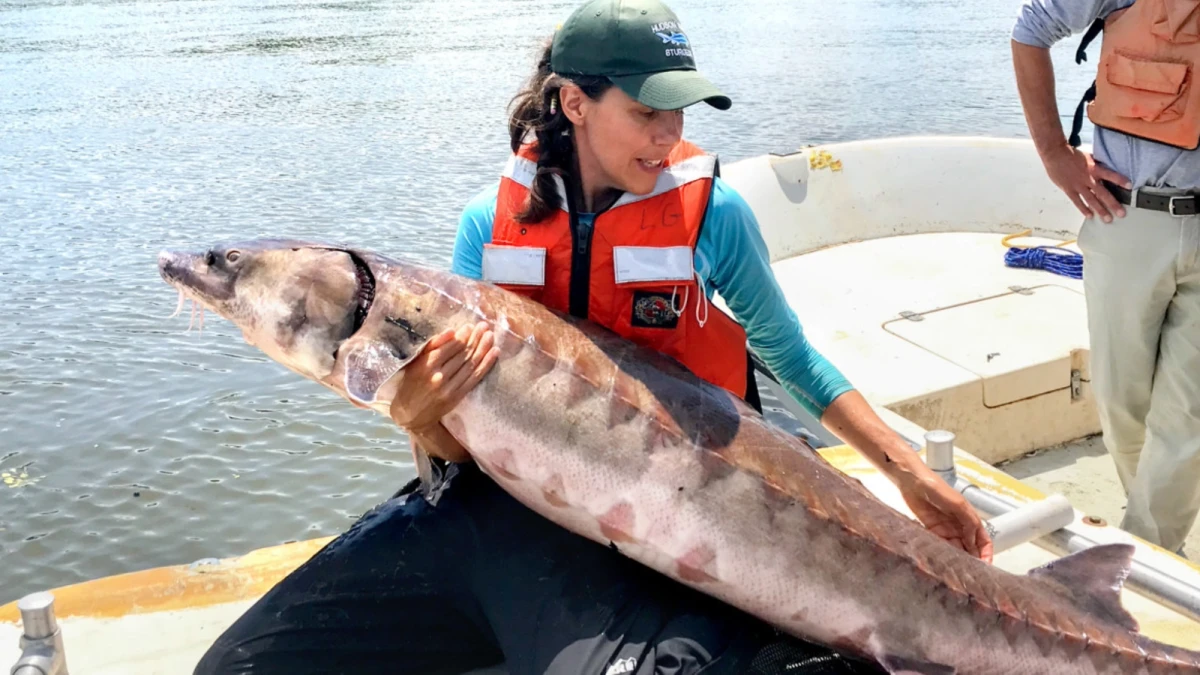 Sturgeon sex creates thundering noise in New York