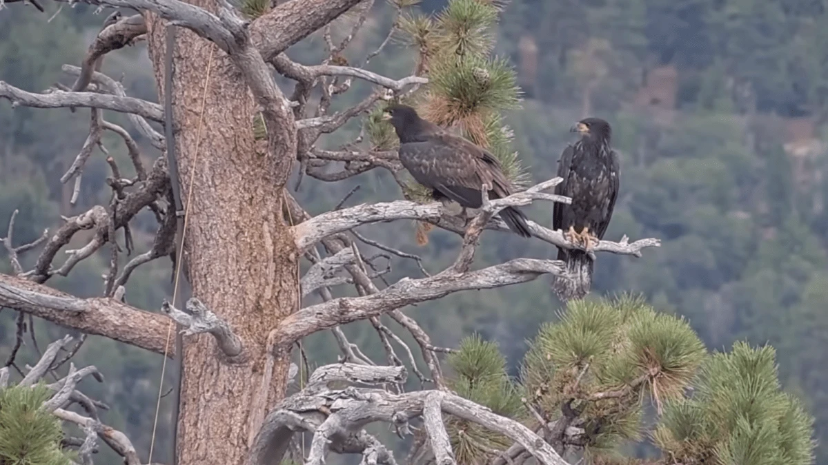 How much longer will eaglets Sandy and Luna stay on the nest?