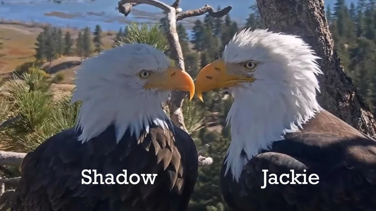 How to tell eagle parents Jackie and Shadow apart