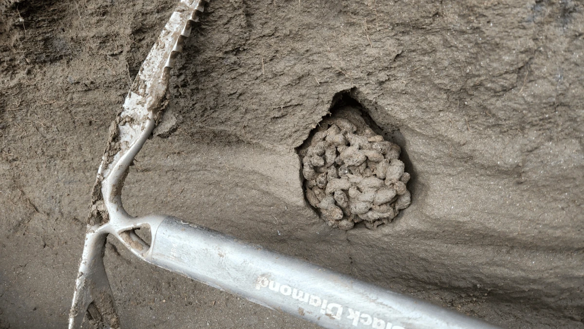 To reconstruct an ancient ecosystem, the proof is in the squirrel poop