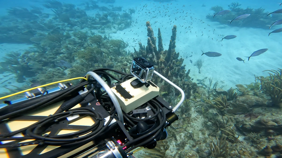 It’s a barracuda! It’s a shrimp! It’s a robot helping coral reefs.