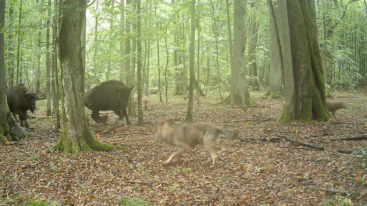 Watch bison shield their baby from a rare wolf attack in Poland