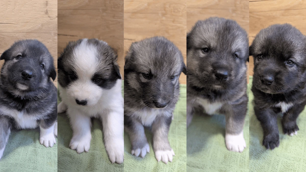 Denali’s adorable Sled Dog Puppy Cam is back for 2026