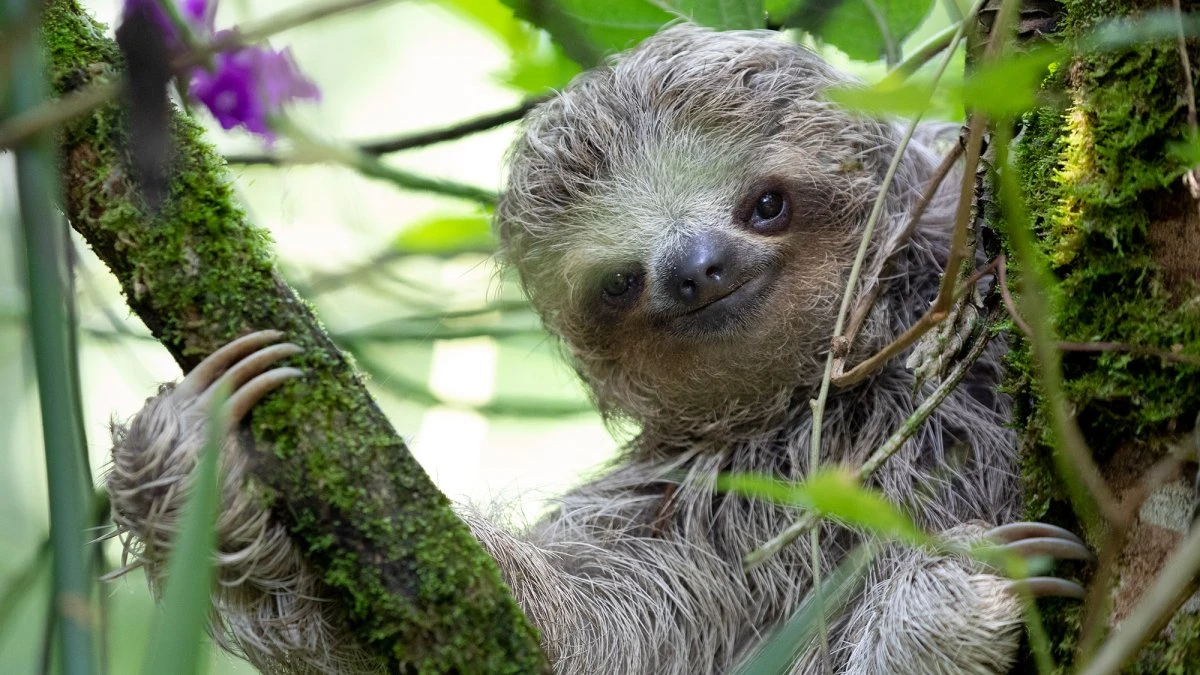 Why sloths risk their lives to poop