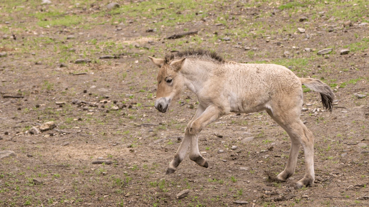 Rare Przewalski’s horse born in New York