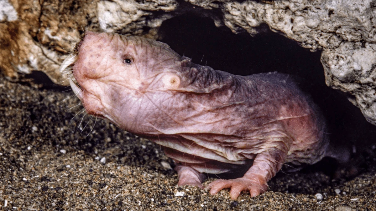 Not all naked mole-rat queens go out in a blaze of bloody violence