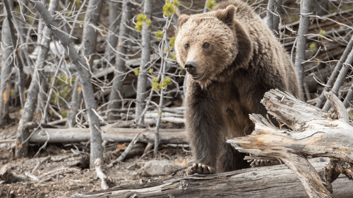 CAUTION: That dead elk in Yellowstone could be grizzly bear bait