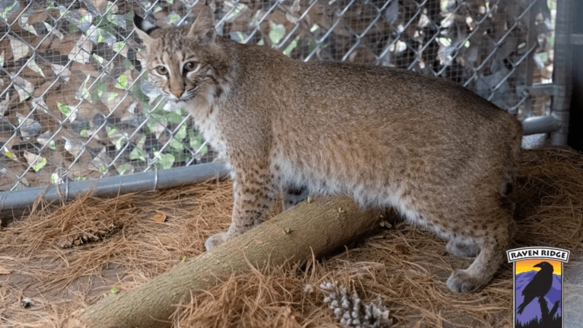 Bobcat that survived being hit by a car gets a custom-built kennel