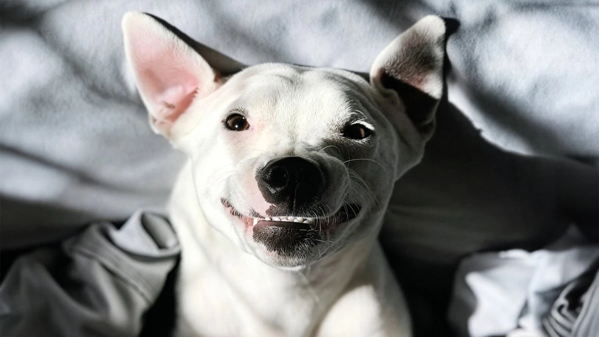 Do dogs smile? Not like us.