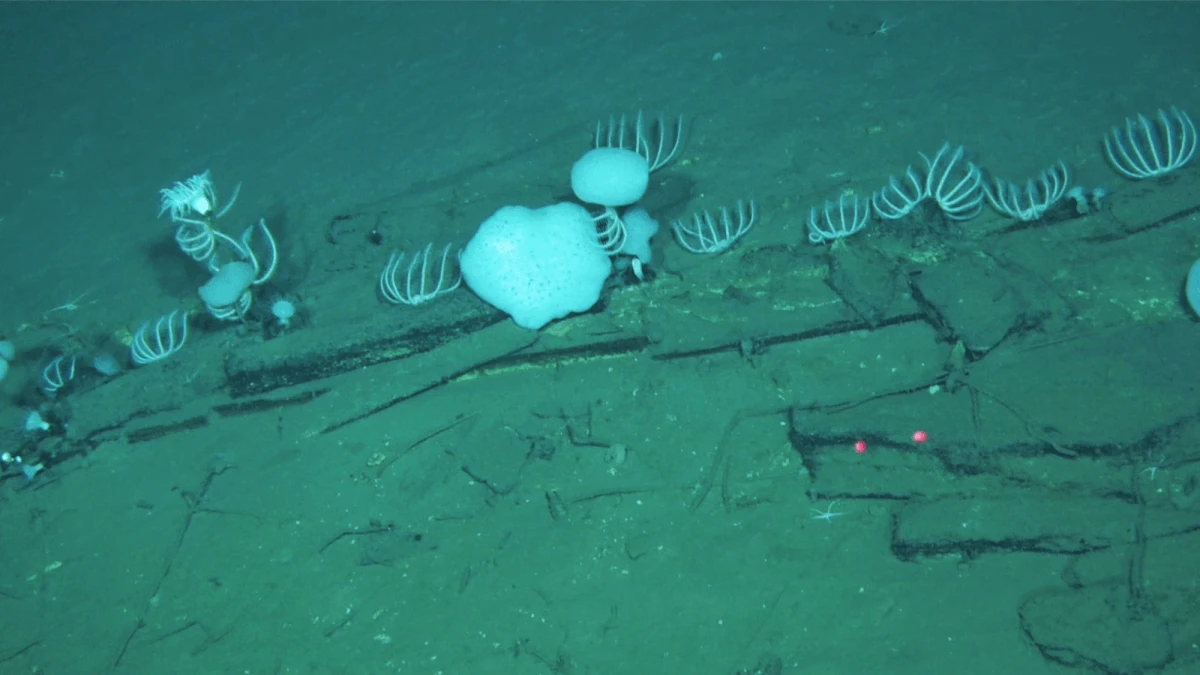 745-mile whale graveyard found at the bottom of Indian Ocean