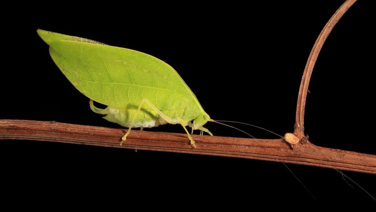 Big wings and sweet songs: The mating lives of Panama’s katydids