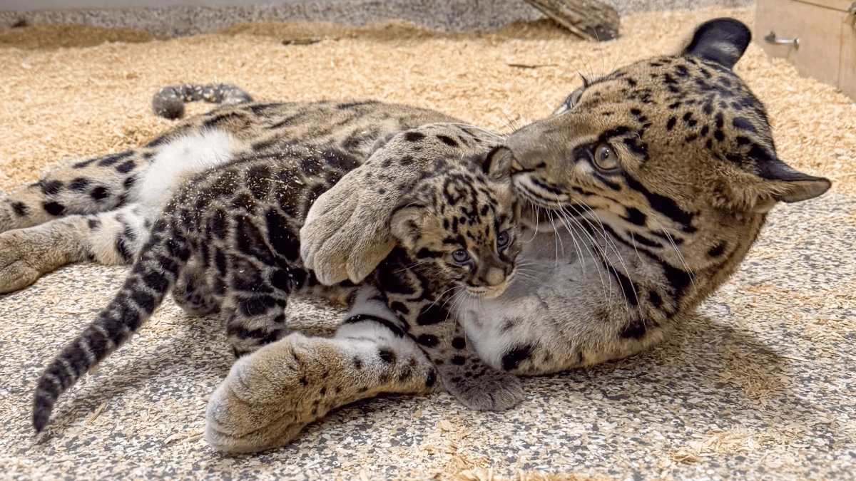 New clouded leopard cub is the size of a loaf of bread