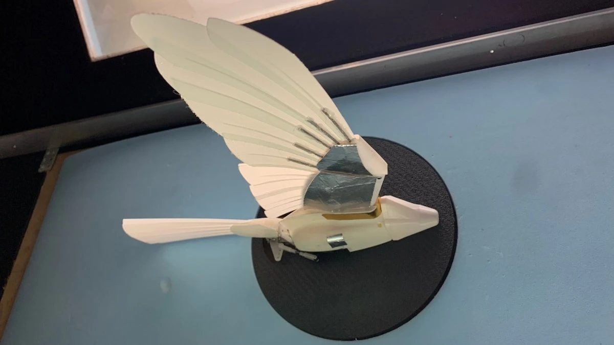 Tiny Australian falcons may help aircraft withstand worsening turbulence