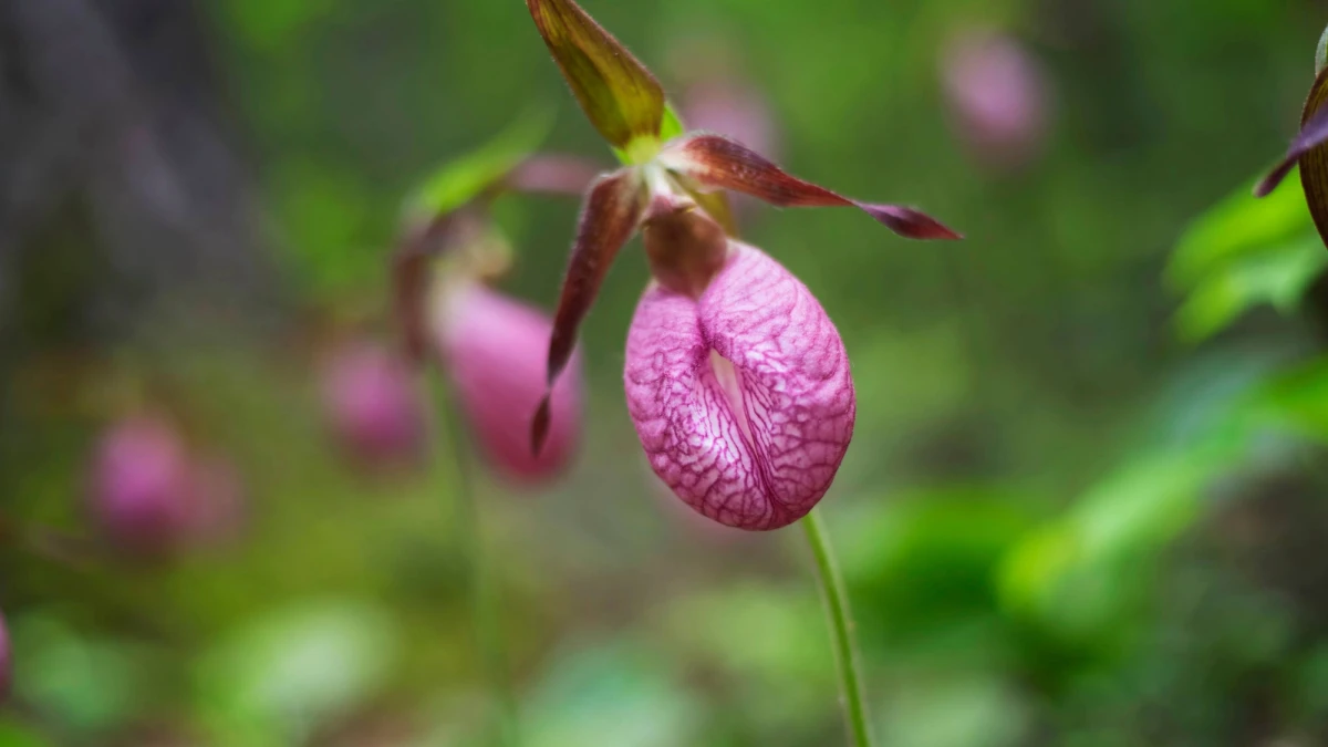 Beware, bees! This wildflower will trap you in a floral escape room.