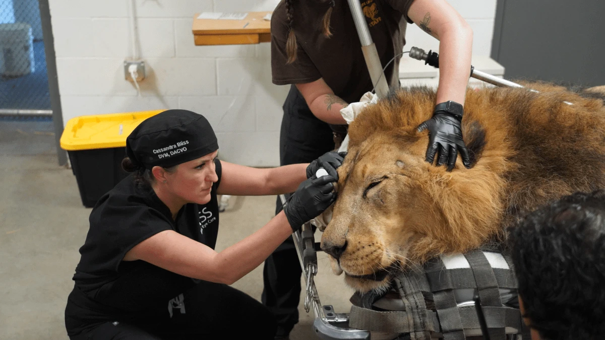 Lion undergoes double cataract surgery