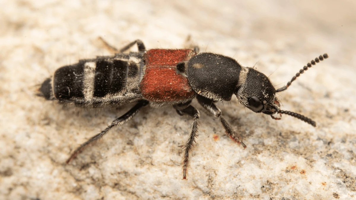 61 new beetles discovered in China