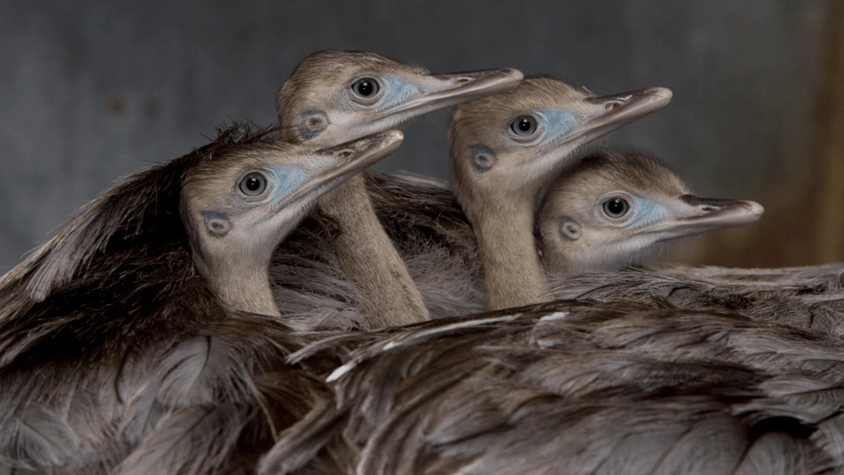 6 animal fathers who go the distance