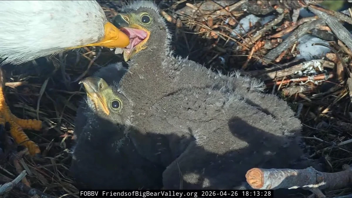 Jackie and Shadow’s chicks getting new feathers