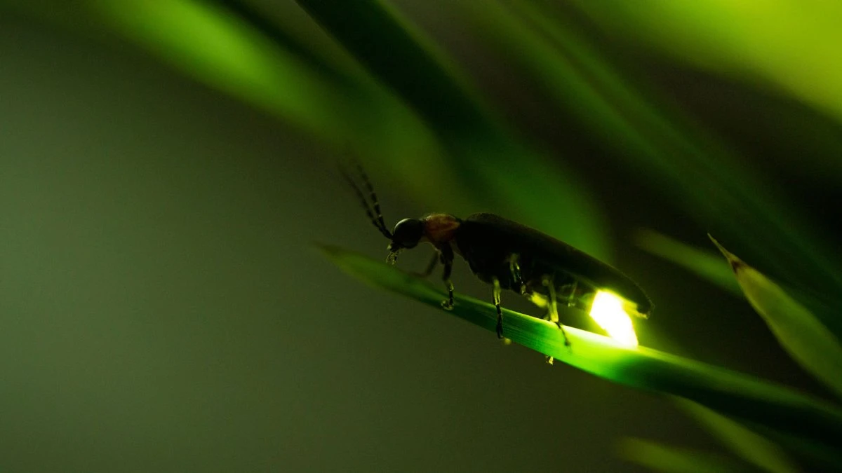 Why do fireflies glow? It’s more than butt goo.