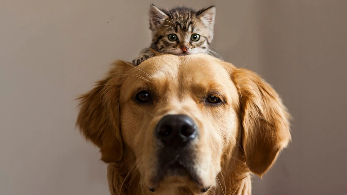 Why some cats love dogs—despite the risk