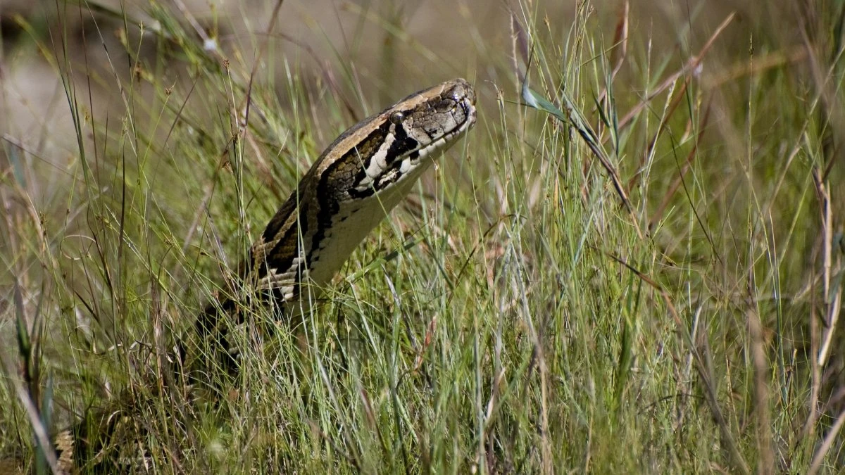 Ready to hunt some enormous snakes? The Florida Python Challenge returns.