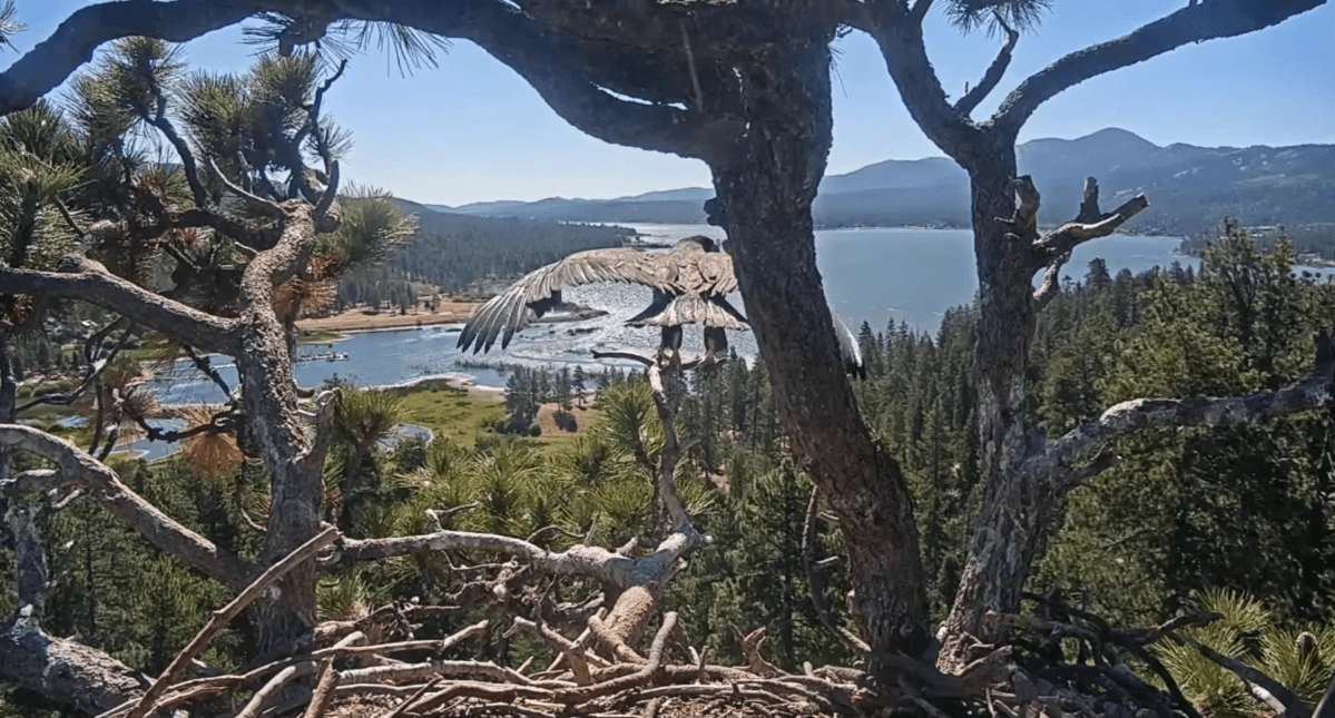 Luna the eagle takes a ‘leap of faith’