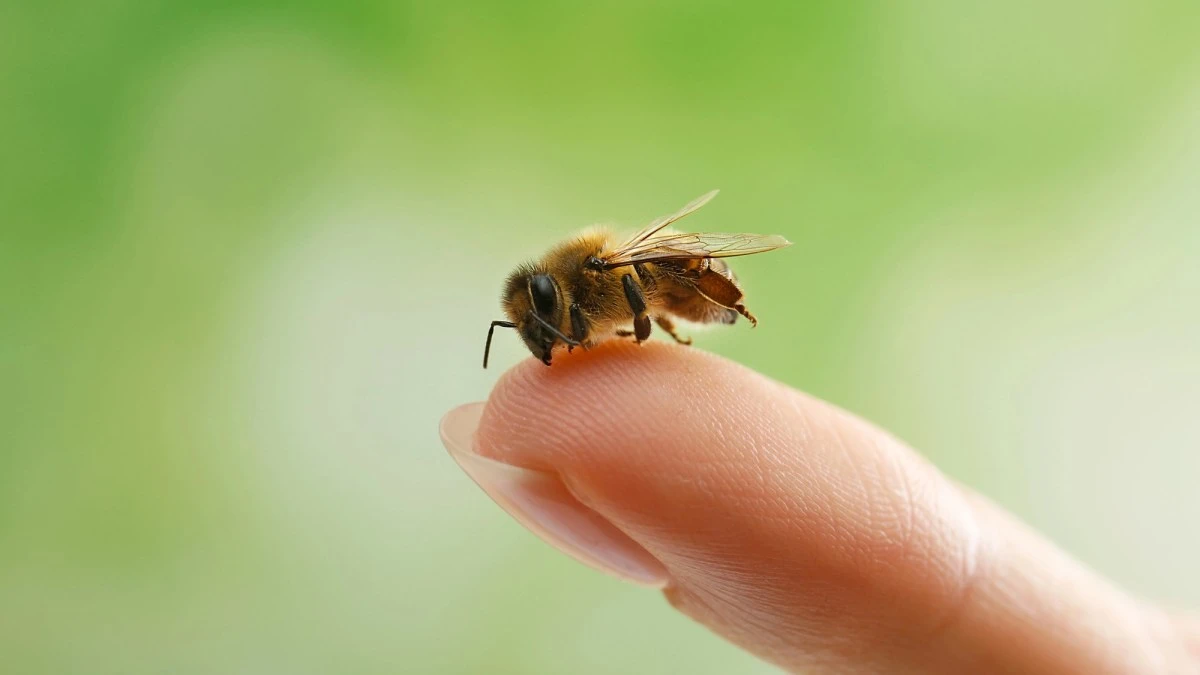 Honeybees understand basic math