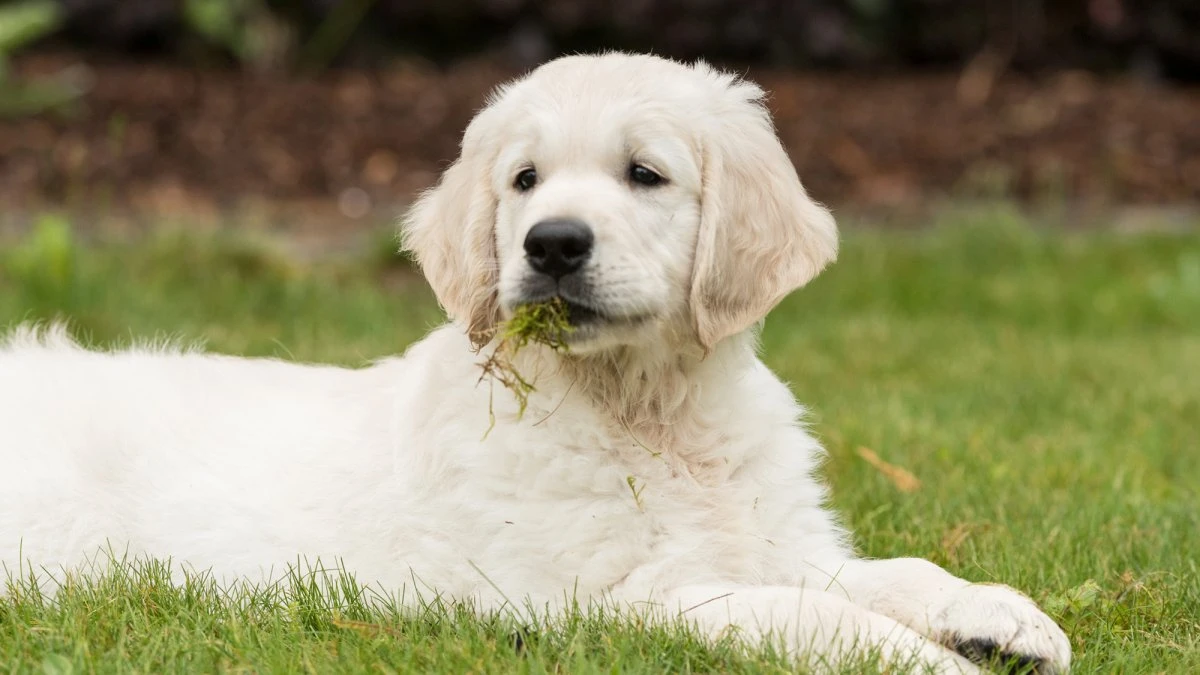 Why your dog eats grass