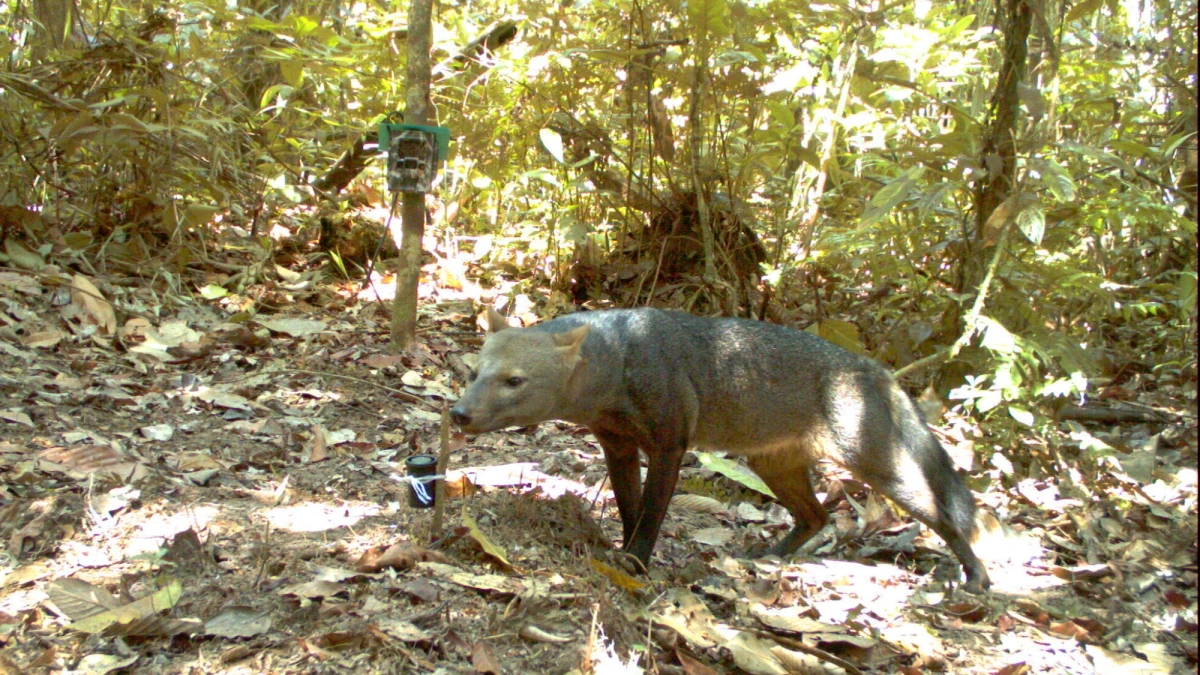 Mysterious Amazonian ‘ghost dog’ caught on camera