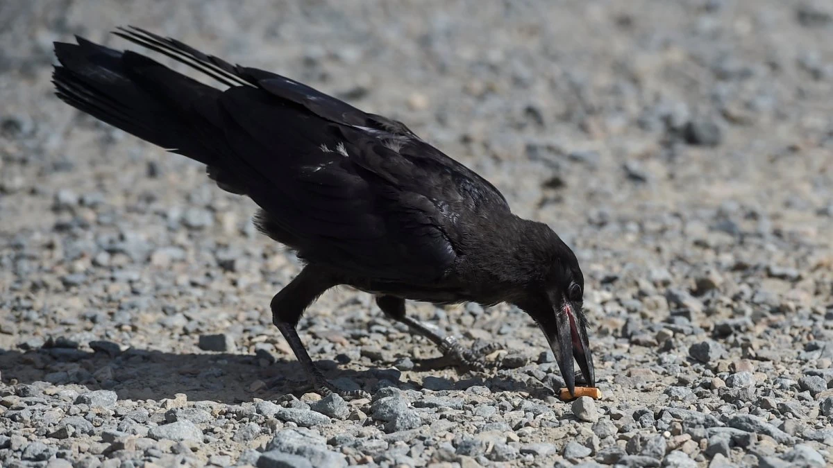 No, crows aren’t cleaning up cigarette butts in Sweden