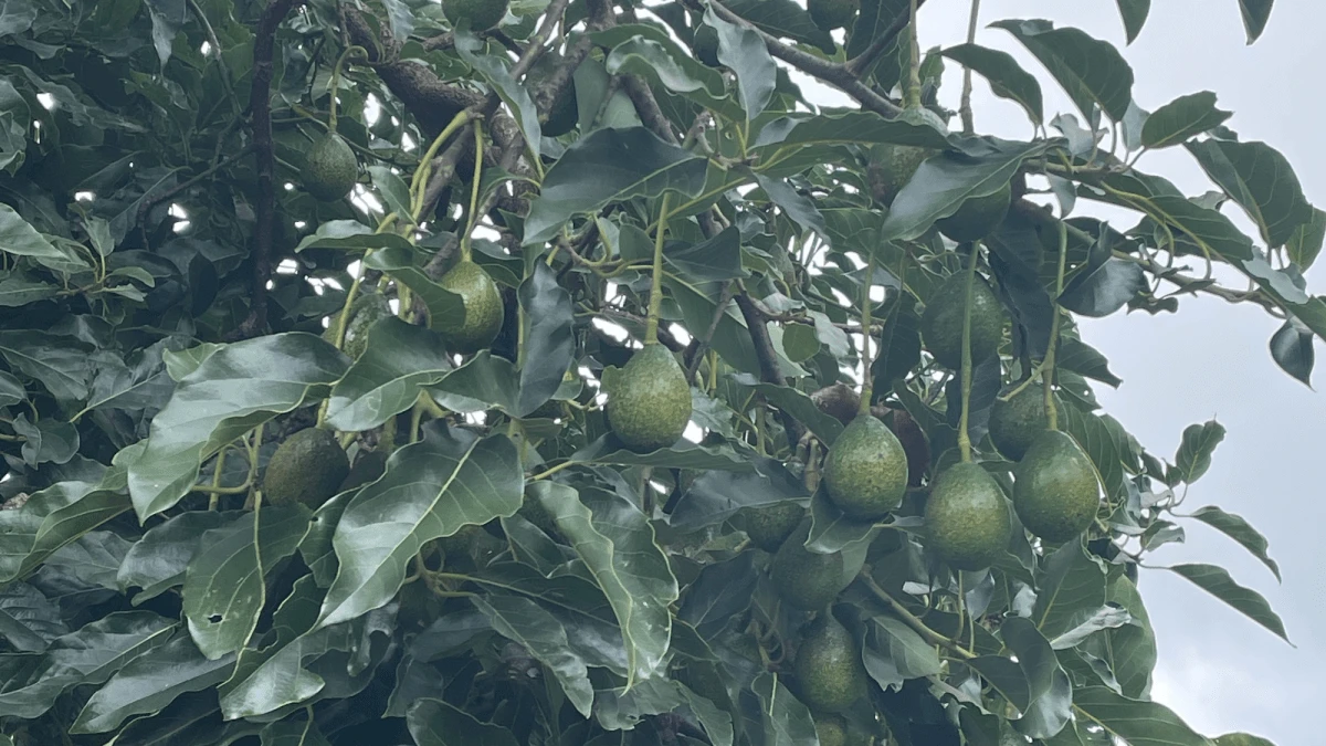 Humans packed avocados before migrating across the Americas 5,000 years ago