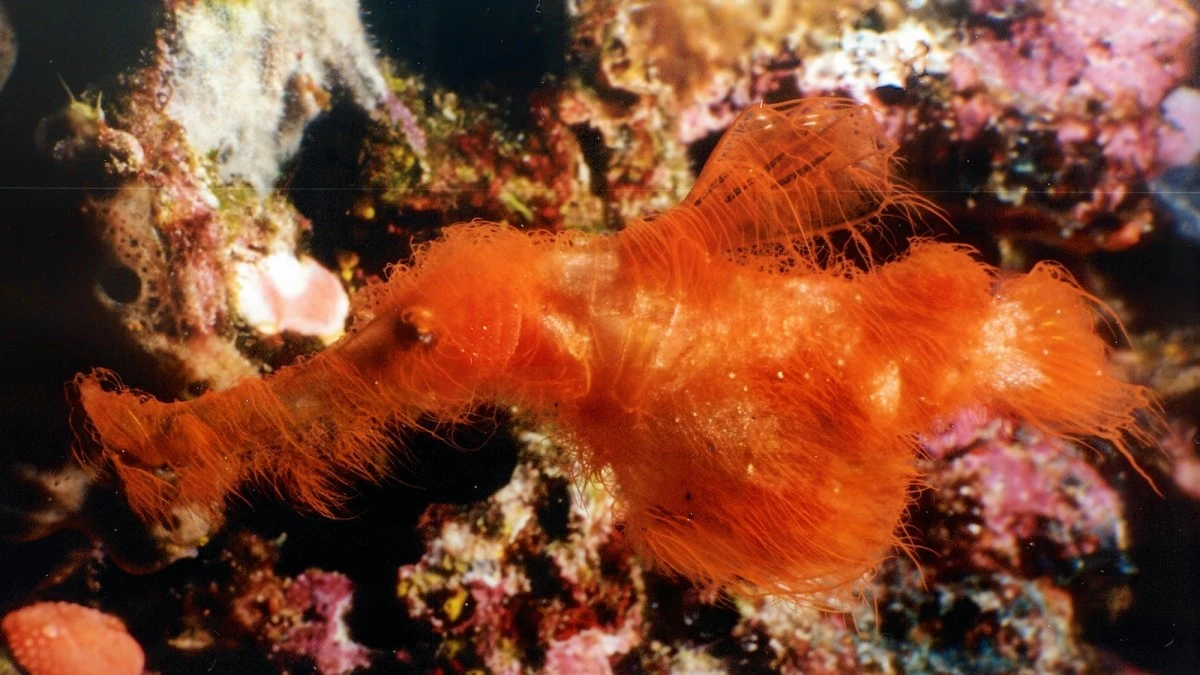 Real-life Snuffleupagus found swimming in the Great Barrier Reef