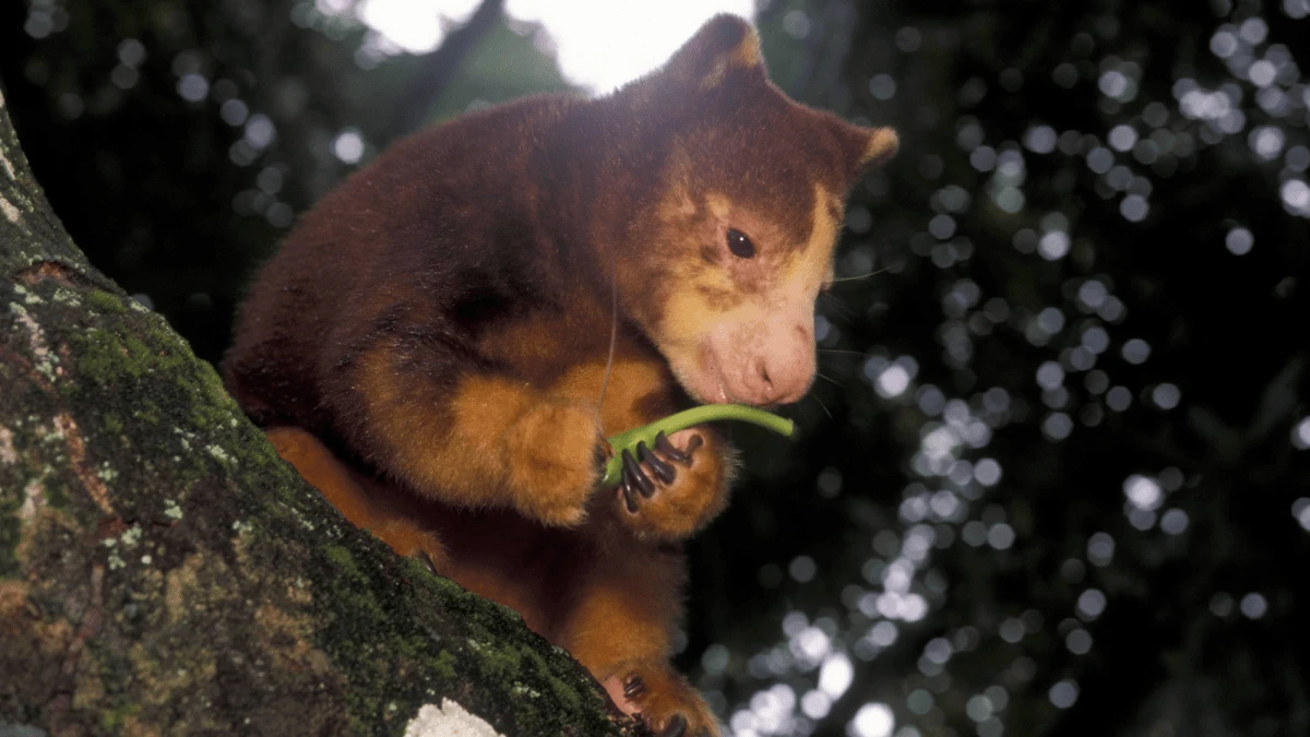 Watch adorable animals compete for best chewer in 2026 Crunch-a-Thon