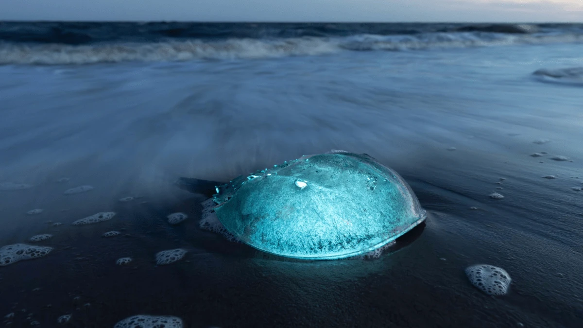 8 captivating photos of Delaware Bay’s annual horseshoe crab spawn