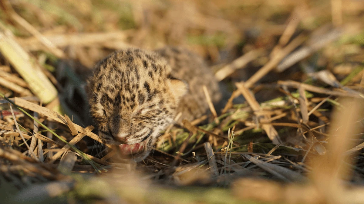Leopard moms hide babies in sugarcane fields to go hunting