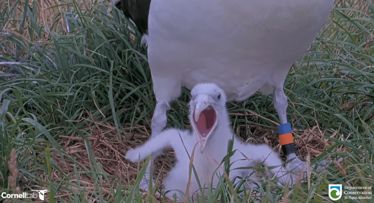 6 bird cam highlights to celebrate nesting season