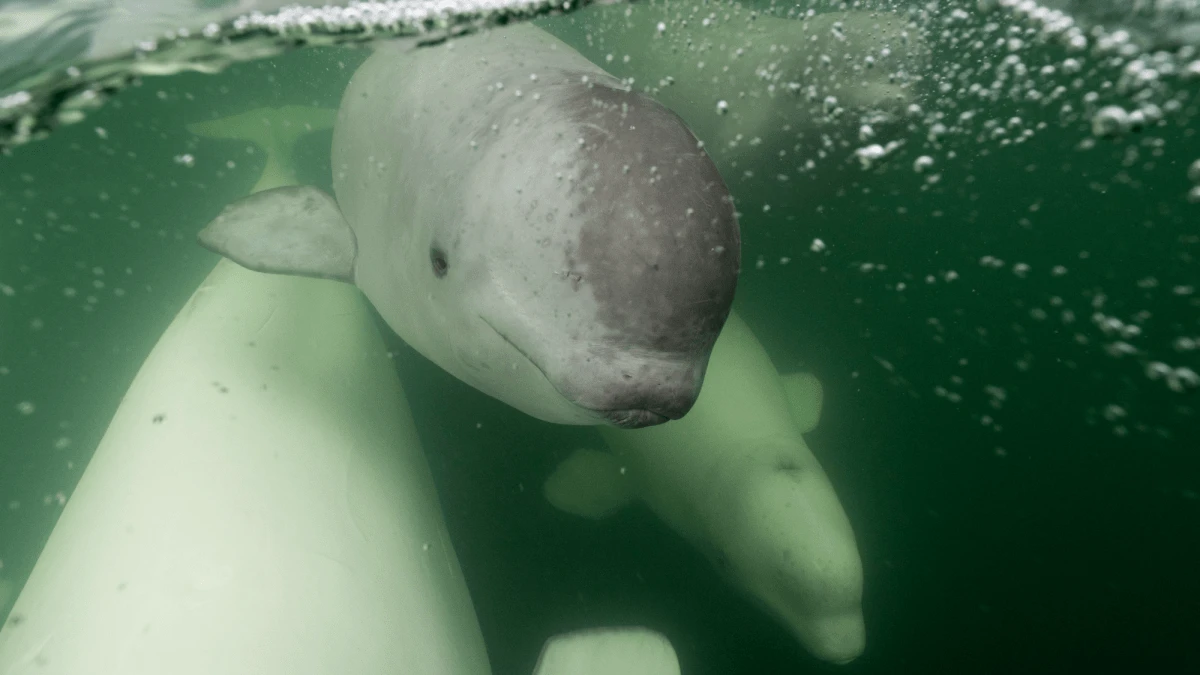 Beluga whale live cam goes launches. YAY!