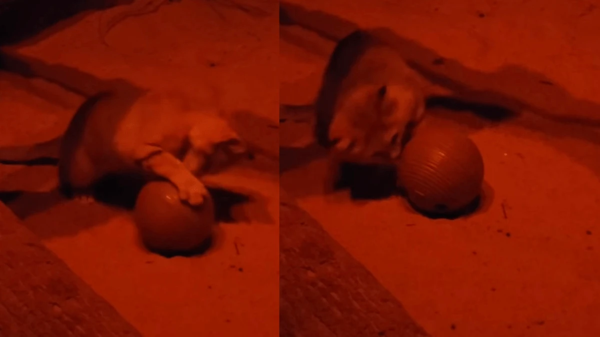 Even wild desert cats love catnip